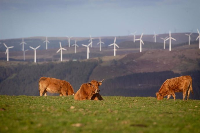 Archivo - Varias vacas en el parque eólico de Vilachá, a 15 de marzo de 2024, en Lugo, Galicia (España). Dicho parque, que se encuentra entre los concellos lucenses de Ourol y Muras, ha visto paralizada (por el Tribunal Superior de Xustiza de Galicia) su 