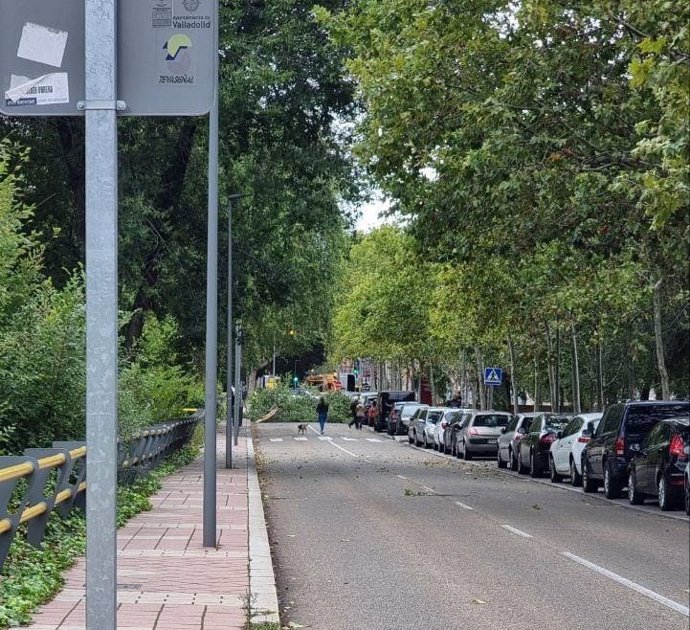 Caída de una rama en el paseo del Cauce de Valladolid.