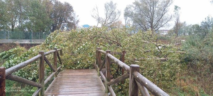 Ramas y árboles caídos sobre la vía en Reinosa