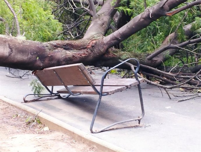 Árbol derribado en Barakaldo (Bizkaia) por el temporal