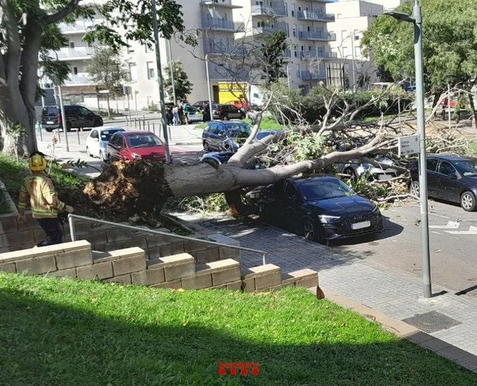 Árbol caído en Sant Boi de Llobregat (Barcelona)