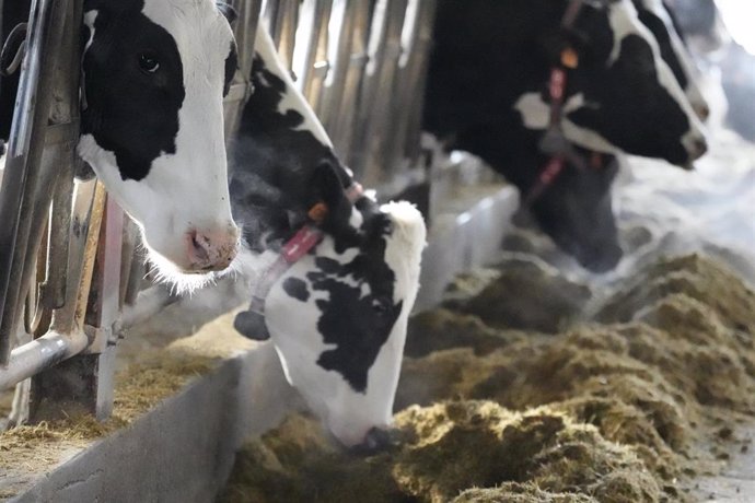 Archivo - Vacas en una ganaderia de Karrantza (Bizkaia)