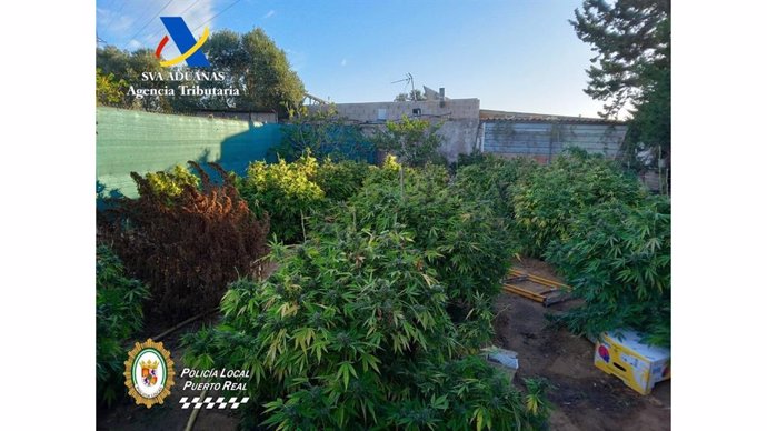 Plantación de marihuana en una finca de Puerto Real (Cádiz).