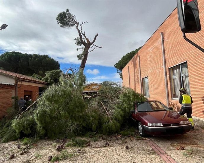 Un árbol caído en Carpio (Valladolid) a causa de los fuertes vientos causados por Castilla y León.