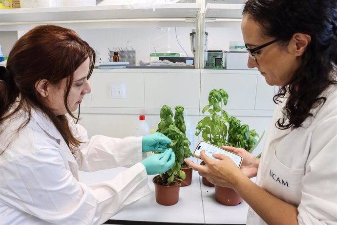 Las Investigadoras Águeda Molinero Y María Cuartero Instalando El Sensor Desarrollado En Una De Las Plantas Del Laboratorio.