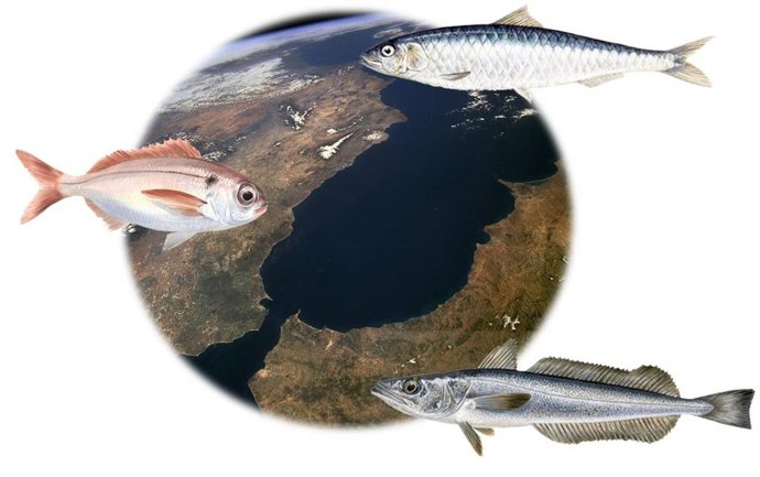 Las principales especies estudiadas han sido la sardina, merluza y besugo.