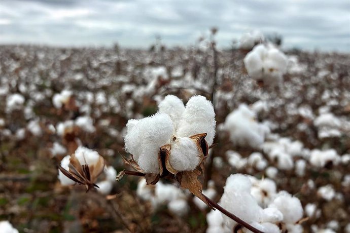 Campos de algodón andaluces (EUCOTTON)