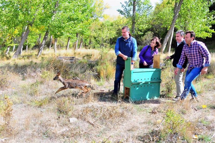 Imagen del nuevo corzo puesto en libertad en el Parque Natural Sierra de Huétor.