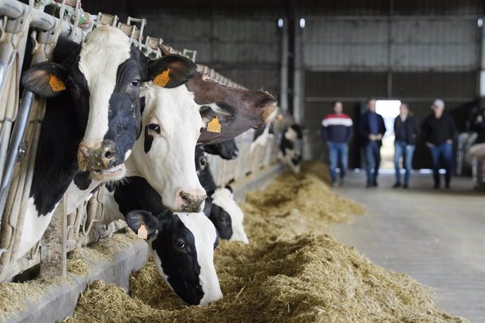 Archivo - Varias vacas en una explotación agraria, a 5 de febrero de 2024, en Lalín, Ourense, Galicia (España). Feijóo ha visitado esta explotación agraria en medio de la crisis del campo y el problema de la sequía. Esta visita está dirigida para apoyar a