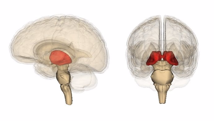 Archivo - Tálamo, cerebro