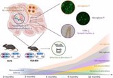 Foto: Describen nuevos mecanismos en la neurodegeneración de la ataxia de Friedreich