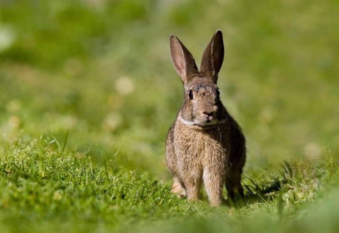 Un conejo de monte.