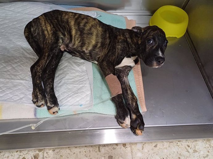 Cachorro herido en Vigo, la Policía Local pide ayuda ciudadana para localizar al responsable de su maltrato, que también causó graves heridas a otra perrita, que acabó falleciendo.