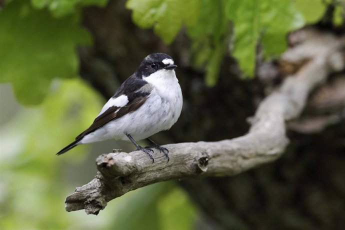 SEO/BirdLife advierte de que la desaparición de los insectos incide de forma notable en numerosas aves migratorias.