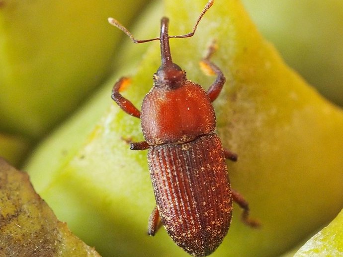 La termogénesis está presente en plantas como la cicadácea Macrozamia communis, que elevan la temperatura de sus órganos reproductores cuando están en floración para atraer insectos polinizadores. / R. Oberprieler & Yun Hsiao