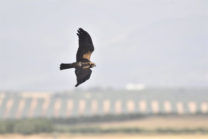 Ejemplar de agulicho cenizo en Andalucía.