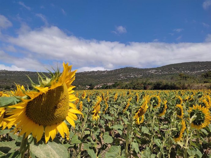 Archivo - Plantación de girasoles