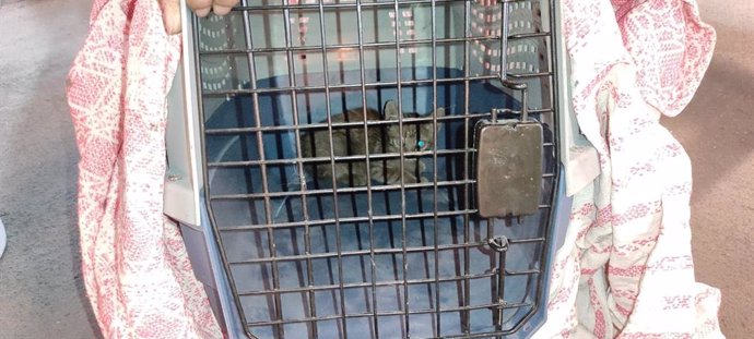 Rescatan tras más de seis horas de trabajo a un gato atrapado en un tren del metro de València