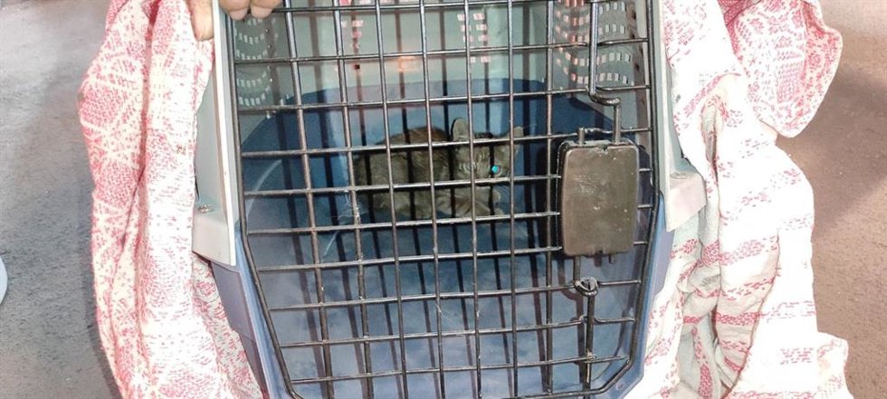 Rescatan tras más de seis horas de trabajo a un gato atrapado en un tren del metro de Valncia