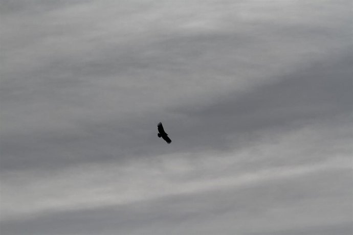 Archivo - Un ejemplar de buitre negro 