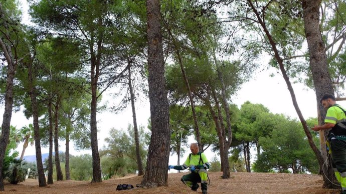 Un operario trata un árbol.