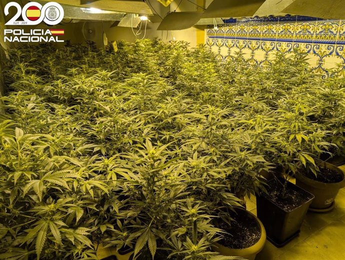 Detenido un hombre por dos plantaciones de marihuana en un piso en Palma