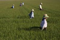 Los arroceros de Sevilla prevén empezar la recolección una vez pasen estas primeras lluvias de otoño
