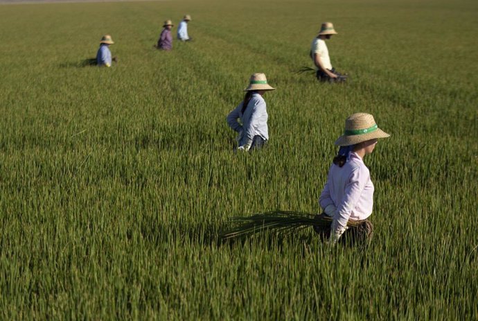 Archivo - Un grupo de jornaleros durante su labor, escardar arroz, en un arrozal en Isla Mayor. 