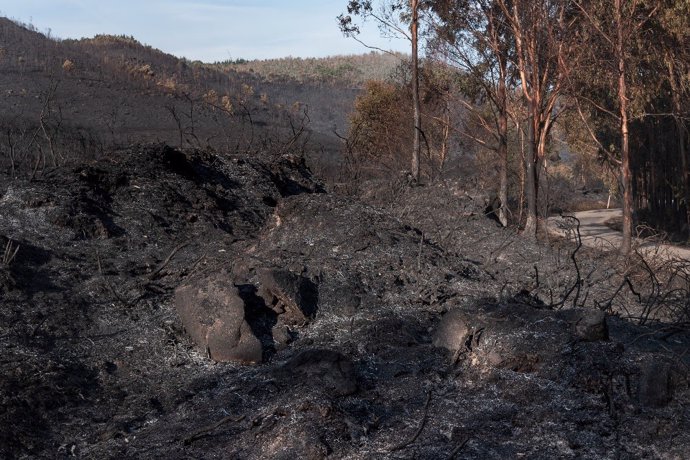 Greenpeace pide no bajar la guardia ante los buenos datos de incendios forestales al cierre de la campaña de verano.