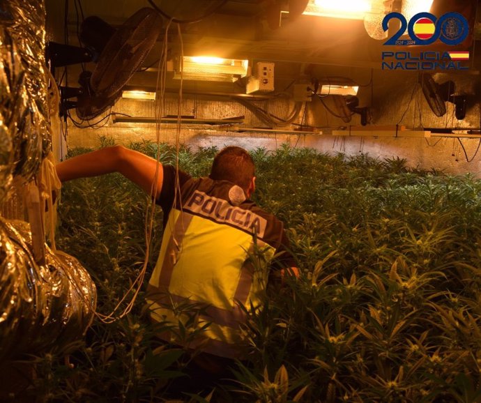 Un agente de la Policía Nacional en una plantación de marihuana escondida en un zulo en Sanlúcar.