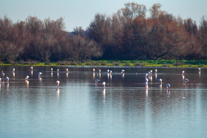 Archivo - Imágenes del Parque Natural de Doñana, a 24 de enero de 2024, en Huelva, Andalucía (España).