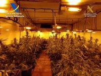 Detenidos en Mairena del Aljarafe (Sevilla) con 102 plantas de marihuana en una vivienda