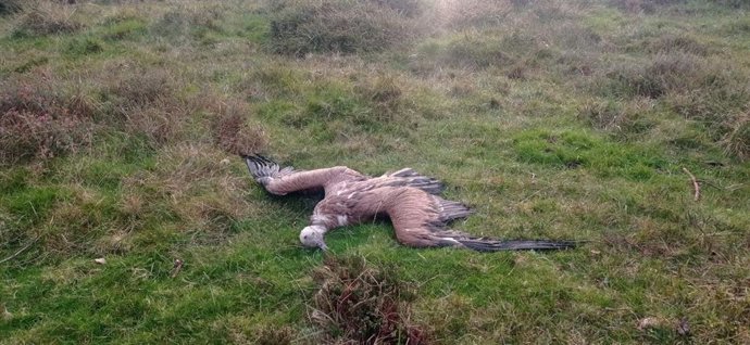 Un ejemplar de buitre leonado muerto