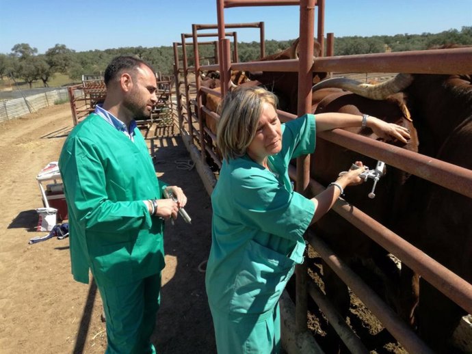 Archivo - Dos veterinarios administran dosis de la vacuna contra la 'lengua azul'.