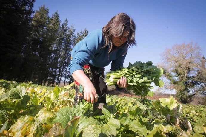 Archivo - Una mujer trabajando en el campo.