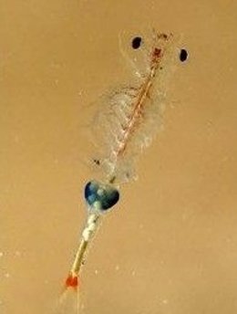 Gambilusa, crustáceo de agua dulce en extinción.