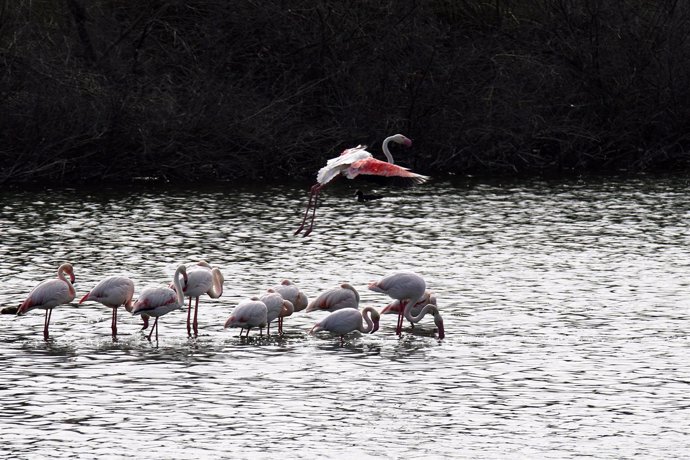 Archivo - Miles de flamencos rosas vuelven a la laguna de Fuente de Piedra en tras las abundantes lluvias de los últimos meses en su búsqueda de humedales para poder reproducirse, a 20 de abril de 2024 en Málaga (Andalucía, España). 