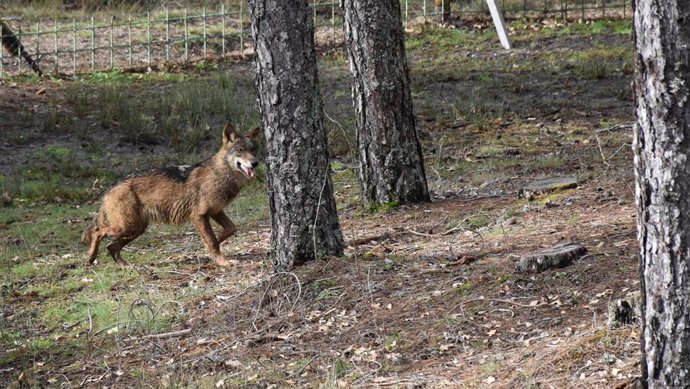 Archivo - Un lobo en territorio castellanomanchego, en foto de archivo