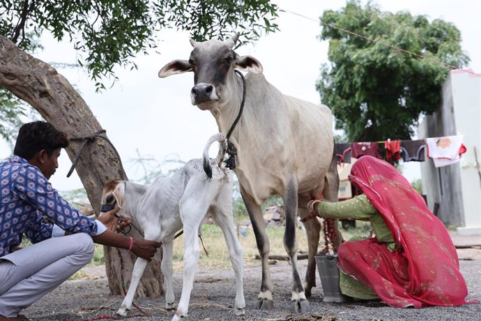 Una mujer ordena una vaca en una aldea en las que trabaja la ONG Manos Unidas.