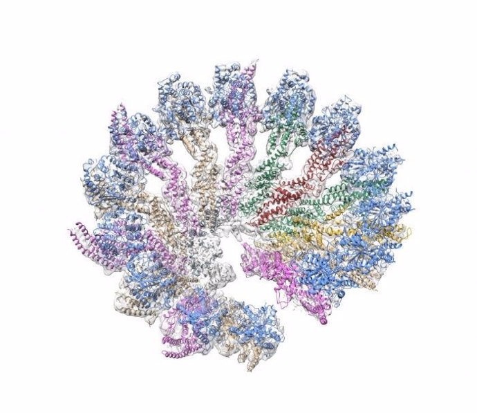 Estructura en 3D del anillo de γ-tubulina humano reconstituido