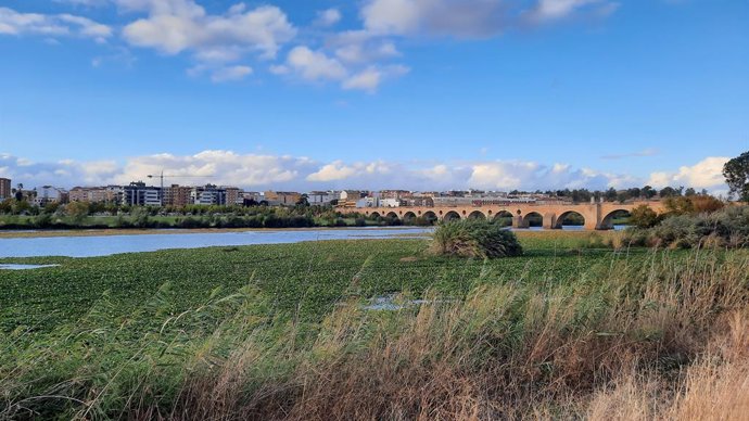 Nenúfar en el río Guadiana a su paso por Badajoz.