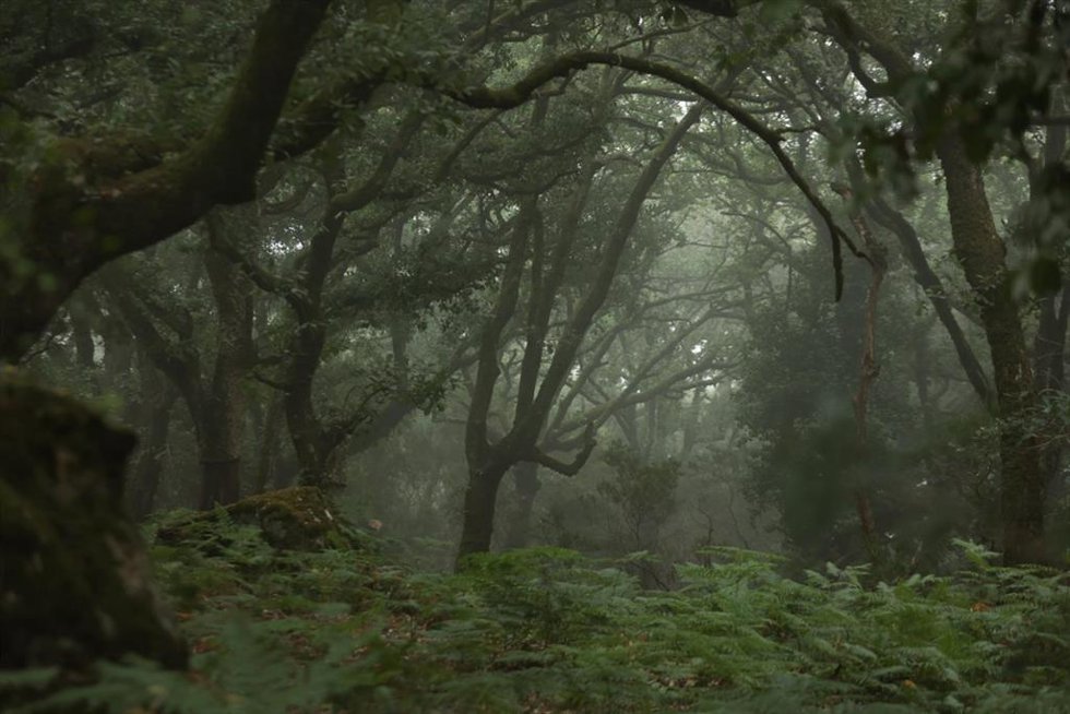 Archivo - Imágenes del Bosque de Niebla del Parque Natural de Los Alcornocales, a 18 de julio de 2024, en Algeciras, Cádiz, (Andalucía, España).
