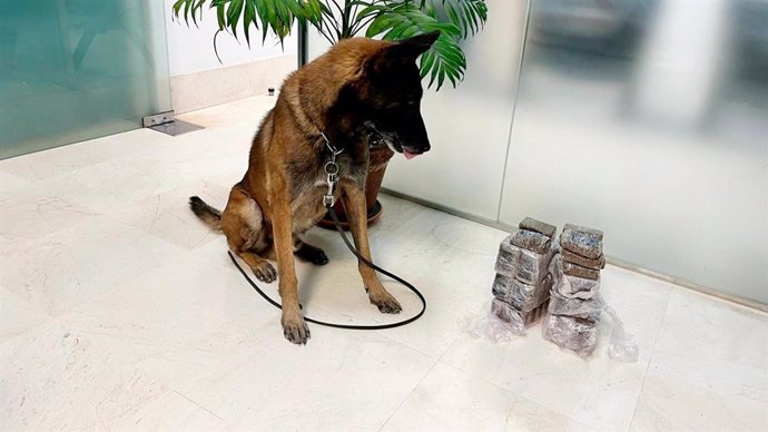 Rusell, integrante de la unidad canina de la Policía Local de Antequera, junto con la droga interceptada