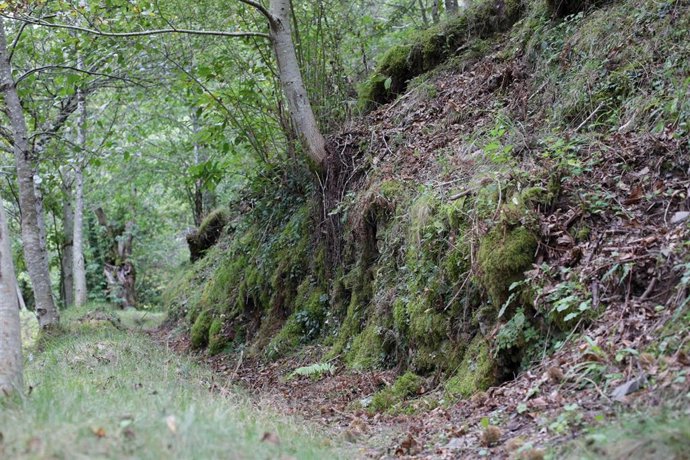 Archivo - Un bosque de castaños, en la Ribeira Sacra, a 1 de octubre de 2021, en Ferreiros de Abaixo, O Courel, Lugo, Galicia, (España). 