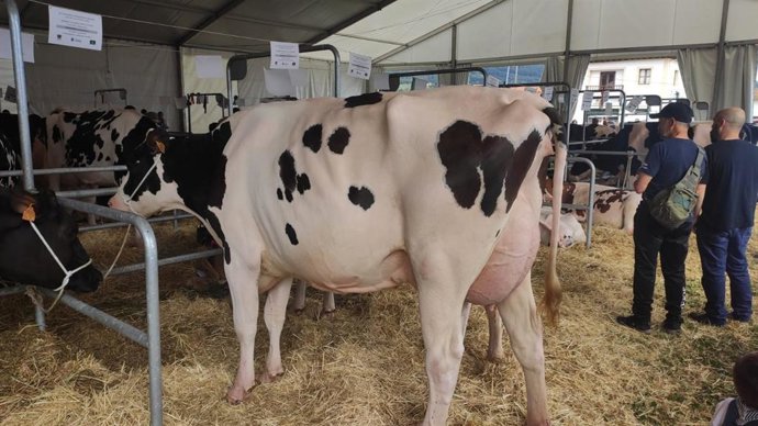 Archivo - Mercado de ganado en Villaviciosa, vacas, rural, sector primario