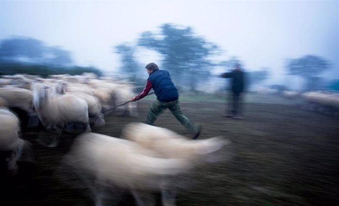 Archivo - Ganadería, mundo rural, Andalucía.