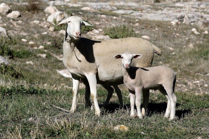 Dos ovejas en un campo.