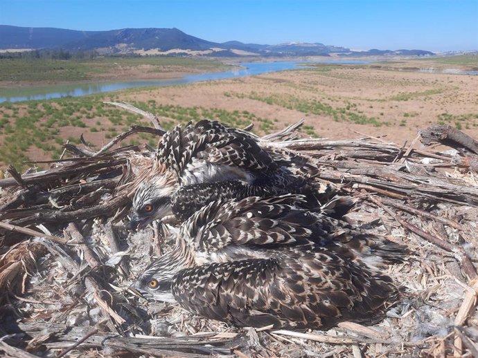 Águilas pescadoras en un nido ubicado en Andalucía.