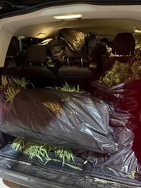 Intervenidos 175 kilos de marihuana en Almería tras la persecución a una furgoneta de madrugada