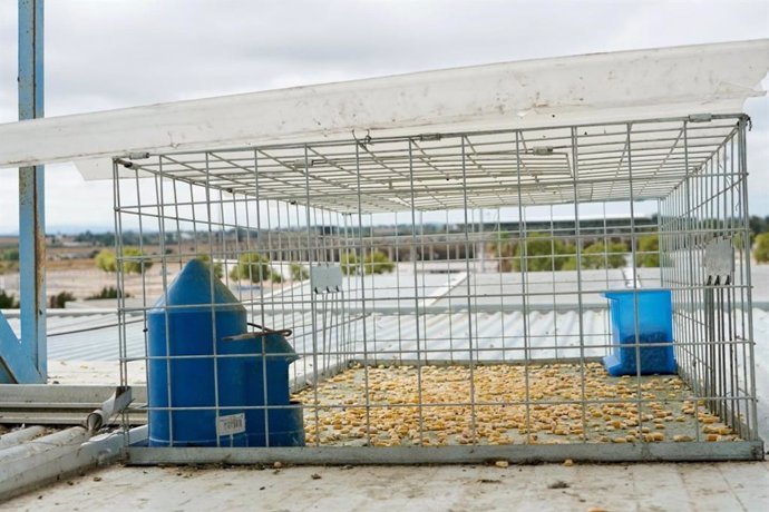 Jaulas utilizadas por el Ayuntamiento de Badajoz para controlar la población de palomas y otras aves.